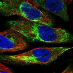 UAP1L1 Antibody, Novus Biologicals:Antibodies:Primary Antibodies